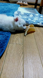 秋葉直子ブリーダーからお迎えしたチワワ(ロング)：モフおくん