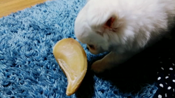 秋葉直子ブリーダーからお迎えしたチワワ(ロング)：モフおくん