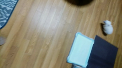 秋葉直子ブリーダーからお迎えしたチワワ(ロング)：モフおくん
