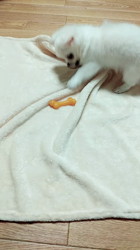 秋葉直子ブリーダーからお迎えしたチワワ(ロング)：モフおくん