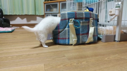秋葉直子ブリーダーからお迎えしたチワワ(ロング)：モフおくん
