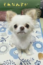 ロングコートチワワのかわいい動画50選 5ページ目 みんなのペットライフ