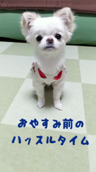秋葉直子ブリーダーからお迎えしたチワワ(ロング)：モフおくん