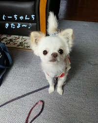 秋葉直子ブリーダーからお迎えしたチワワ(ロング)：モフおくん