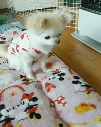 秋葉直子ブリーダーからお迎えしたチワワ(ロング)：モフおくん