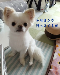 秋葉直子ブリーダーからお迎えしたチワワ(ロング)：モフおくん