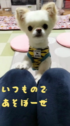 秋葉直子ブリーダーからお迎えしたチワワ(ロング)：モフおくん