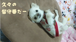 秋葉直子ブリーダーからお迎えしたチワワ(ロング)：モフおくん