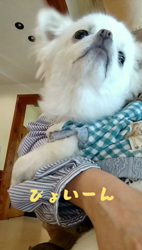 秋葉直子ブリーダーからお迎えしたチワワ(ロング)：モフおくん