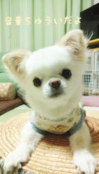 秋葉直子ブリーダーからお迎えしたチワワ(ロング)：モフおくん