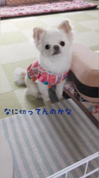 秋葉直子ブリーダーからお迎えしたチワワ(ロング)：モフおくん