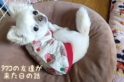 秋葉直子ブリーダーからお迎えしたチワワ(ロング)：モフおくん