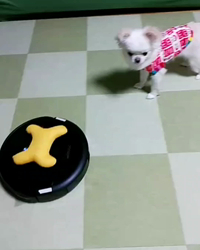 秋葉直子ブリーダーからお迎えしたチワワ(ロング)：モフおくん