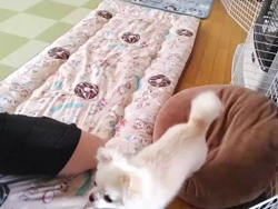 秋葉直子ブリーダーからお迎えしたチワワ(ロング)：モフおくん
