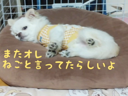 秋葉直子ブリーダーからお迎えしたチワワ(ロング)：モフおくん