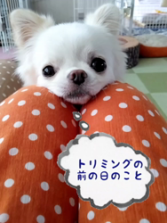 秋葉直子ブリーダーからお迎えしたチワワ(ロング)：モフおくん