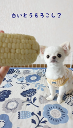 秋葉直子ブリーダーからお迎えしたチワワ(ロング)：モフおくん