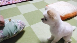 秋葉直子ブリーダーからお迎えしたチワワ(ロング)：モフおくん