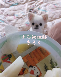 秋葉直子ブリーダーからお迎えしたチワワ(ロング)：モフおくん