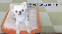 秋葉直子ブリーダーからお迎えしたチワワ(ロング)：モフおくん