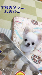 秋葉直子ブリーダーからお迎えしたチワワ(ロング)：モフおくん