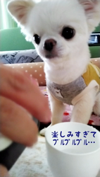 秋葉直子ブリーダーからお迎えしたチワワ(ロング)：モフおくん