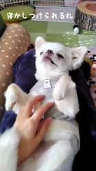 秋葉直子ブリーダーからお迎えしたチワワ(ロング)：モフおくん