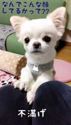 秋葉直子ブリーダーからお迎えしたチワワ(ロング)：モフおくん