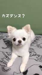 秋葉直子ブリーダーからお迎えしたチワワ(ロング)：モフおくん