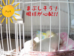 秋葉直子ブリーダーからお迎えしたチワワ(ロング)：モフおくん