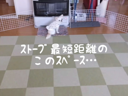 秋葉直子ブリーダーからお迎えしたチワワ(ロング)：モフおくん