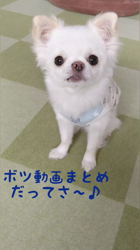 秋葉直子ブリーダーからお迎えしたチワワ(ロング)：モフおくん