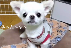 秋葉直子ブリーダーからお迎えしたチワワ(ロング)：モフおくん