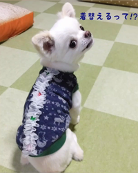 秋葉直子ブリーダーからお迎えしたチワワ(ロング)：モフおくん