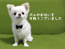 秋葉直子ブリーダーからお迎えしたチワワ(ロング)：モフおくん