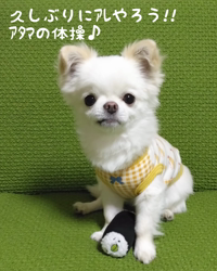 秋葉直子ブリーダーからお迎えしたチワワ(ロング)：モフおくん