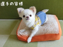 秋葉直子ブリーダーからお迎えしたチワワ(ロング)：モフおくん