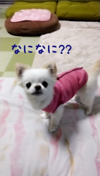 秋葉直子ブリーダーからお迎えしたチワワ(ロング)：モフおくん