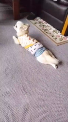 秋葉直子ブリーダーからお迎えしたチワワ(ロング)：モフおくん