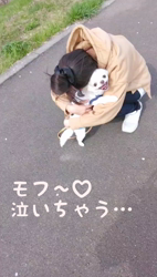 秋葉直子ブリーダーからお迎えしたチワワ(ロング)：モフおくん