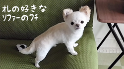 秋葉直子ブリーダーからお迎えしたチワワ(ロング)：モフおくん