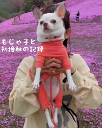 秋葉直子ブリーダーからお迎えしたチワワ(ロング)：モフおくん