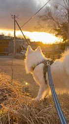 池田勝美ブリーダーからお迎えした日本スピッツ：サンくん