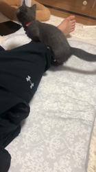 熊田貞子ブリーダーからお迎えしたマンチカン：みるちゃん