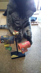 宮崎直美ブリーダーからお迎えしたマンチカン：八府（はっぷ）くん