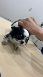 学原里緒ブリーダーからお迎えしたチワワ(ロング)：ペコちゃん