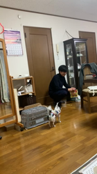 学原里緒ブリーダーからお迎えしたチワワ(ロング)：ペコちゃん