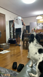 学原里緒ブリーダーからお迎えしたチワワ(ロング)：ペコちゃん