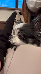 学原里緒ブリーダーからお迎えしたチワワ(ロング)：ペコちゃん