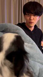 学原里緒ブリーダーからお迎えしたチワワ(ロング)：ペコちゃん